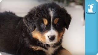 Cute Bernese Mountain Dog Puppies  Puppy Love [upl. by Stricklan]