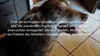 Hunde Schlaganfall Vestibulärsyndrom  Erfahrungen Hinweise und Symptome [upl. by Gaye]