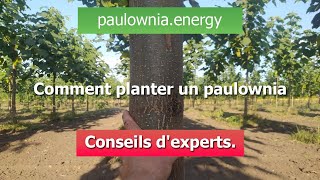 Comment planter un paulownia Conseils dexperts [upl. by Clari439]