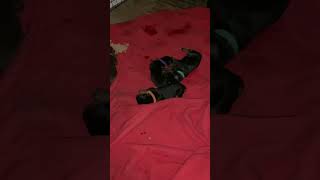 DOBERMAN PUPPIES SLEEPING ADORABLE dobermangang dobermans puppyfood puppy doberman [upl. by Aurelia]