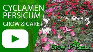 Cyclamen persicum flower growing and care [upl. by Yuria]