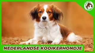 My favorite Dutch breed  The Nederlandse Kooikerhondje [upl. by Jamesy]