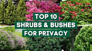 10 Best Shrubs amp Bushes for Making Hedges 🍃 🌿 Provide Extra Privacy  PlantDo Home amp Garden [upl. by Spencer]