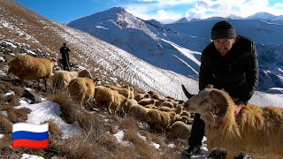 The hard life of a Shepherd in the Caucasus mountains Winter Dagestan [upl. by Ecnahs]