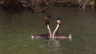 Haubentaucher Balztanz  Great crested grebe at courtship [upl. by Burny]