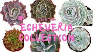 Echeveria Identifications 🌵🌺🌿 [upl. by Aisul]