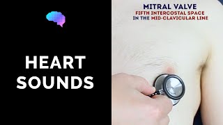 Heart murmur sounds cardiac auscultation sounds  UKMLA  CPSA [upl. by Doane101]