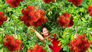 Harvesting Red Rambutan Fruits and Goes To Market Sell  Living in Countryside  Harvest DailyLife [upl. by Goodson]