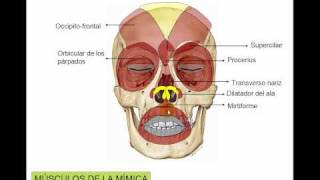 Músculos de la mímica [upl. by Yttel]