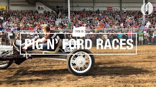 Pig N Fords Model T drivers carry pigs while racing in Tillamook [upl. by Yreffeg710]