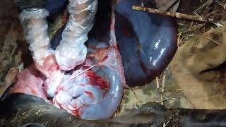 prolapse cow 😱😱prolapse surgery [upl. by Leonidas969]