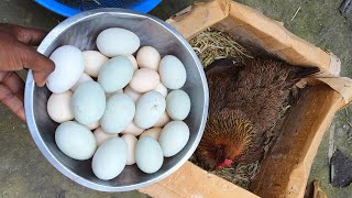 broody hen hatching chicks at baby swing [upl. by Anifur]