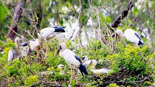 A Lot of Nest A Lot of Love The Heartwarming Story of Bird Parenthood  BirdsLifeCycle [upl. by Anyahs]