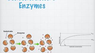 Enzymes A Level [upl. by Shelley41]