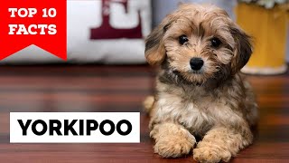 Yorkipoo  Top 10 Facts [upl. by Fergus]