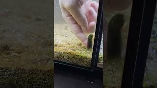 Mantis shrimp vs finger fail Hes too tiny and too friendly shrimp aquarium predator [upl. by Craig832]