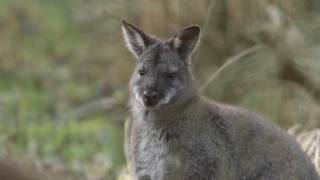 Rednecked Wallaby Isle Of Man 181216 [upl. by Othella595]