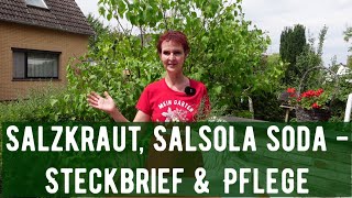 Salzkraut Salsola soda  Steckbrief amp Pflege [upl. by Burns]