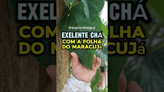 O maracujá é uma fruta rica em nutrientes e propriedades benéficas para a saúde [upl. by Fagaly]