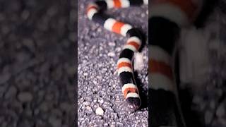 Tiny Coral Snake Toxic Venom The Sonoran Coral Snake snake animals reptiles [upl. by Anoblav]