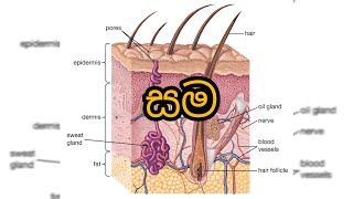 Human Skin සමේ ව්‍යූහය  Skin Structure  AL Biology [upl. by Coheman]