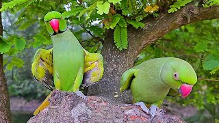 Ringneck Parrot Calling Sounds [upl. by Loraine]