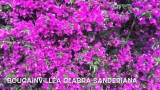 Bougainvillea glabra sanderiana Garden Center online Costa Brava  Girona [upl. by Swee]