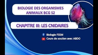 BIOLOGIE DES ORGANISMES ANIMAUX BCG S2  Chapitre III LES CNIDAIRES [upl. by Grose]