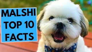 Malshi  TOP 10 Interesting Facts [upl. by Sasnett]