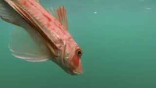 Gurnard Grunting Underwater  New Zealand [upl. by Goldstein]