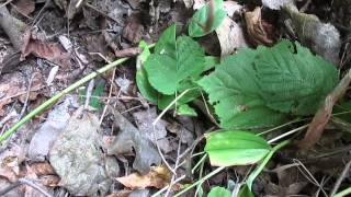 Wild Edibles Digging up and identifying Apios Americana Indian Potato [upl. by Ahl61]