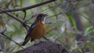 orange headed thrush singing [upl. by Sergeant]