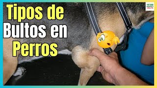 🔴 LOS 5 TIPOS DE BULTOS EN PERROS ¿QUE SIGNIFICAN Y CÓMO ACTUAR 🔴 [upl. by Bobbe584]