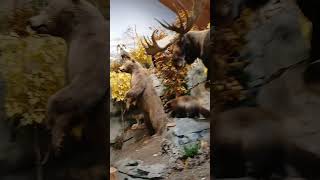 Taxidermy☆ theriantropy taxidermy nature indoorplants therians [upl. by Anton]