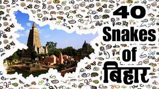 40 species of snakes found in Bihar बिहार में पाए जाने वाले 40 प्रजाति के साप [upl. by Enyawud991]