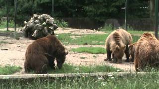 Bear fight at Brasov Zoo [upl. by Obaza]