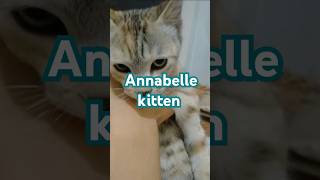 Cat acting like Annabelle doll catvideos kitten annabelle [upl. by Wiltz]