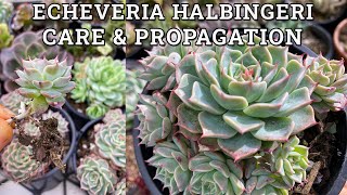 Echeveria halbingeri Care amp Propagation [upl. by Darcia436]