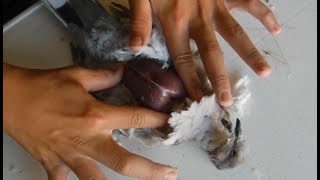 How To Clean and Prepare a Dove the Easy Way Without Making a Huge Mess [upl. by Keppel]