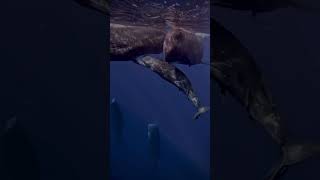 Baby Whale Acrobatics Ocean Gymnastics 🐋🤸‍♂️🦈🤿🌊shorts youtubeshorts shortsfeed shortvideo [upl. by Cogn]