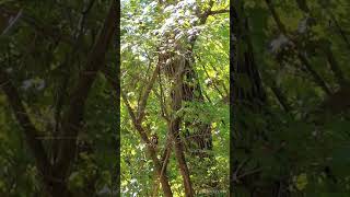 Unidentified Bird in treetop singing while a Gnatcatcher Bird is busy working below TN USA [upl. by Ecinom]