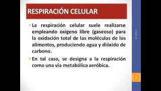 Respiración celular y fermentación [upl. by Celeski]