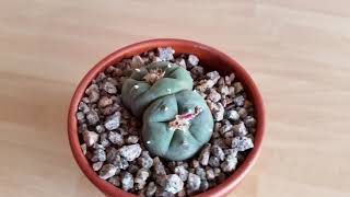 How to harvest and sow Lophophora williamsii seeds [upl. by Cromwell]