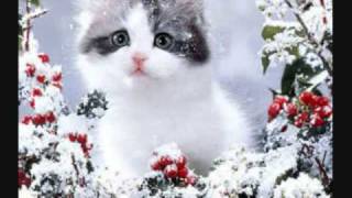 cats singing christmas song silent night [upl. by Deehsar]