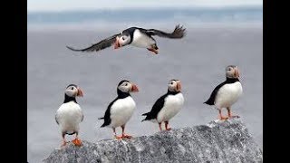 Puffins of Iceland [upl. by Melville671]