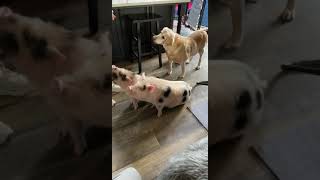 Training mini pet pigs at home They are so smart Doing tricks for food [upl. by Ahsille]