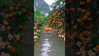 Lets explore beautifull fruit garden 🥭🍉🍓🍎🍊shorts nature fruit [upl. by Purity190]