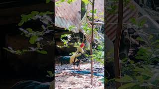 The roster crows in the morning fypyoutube rooster crow animals [upl. by Ikin]