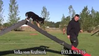 3 month old female German Shepherd puppy demonstrates superior obedience and skillful agility [upl. by Starkey]