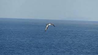 Brown Booby  Sula leucogaster  20240914 South Sea Korea [upl. by Norved]